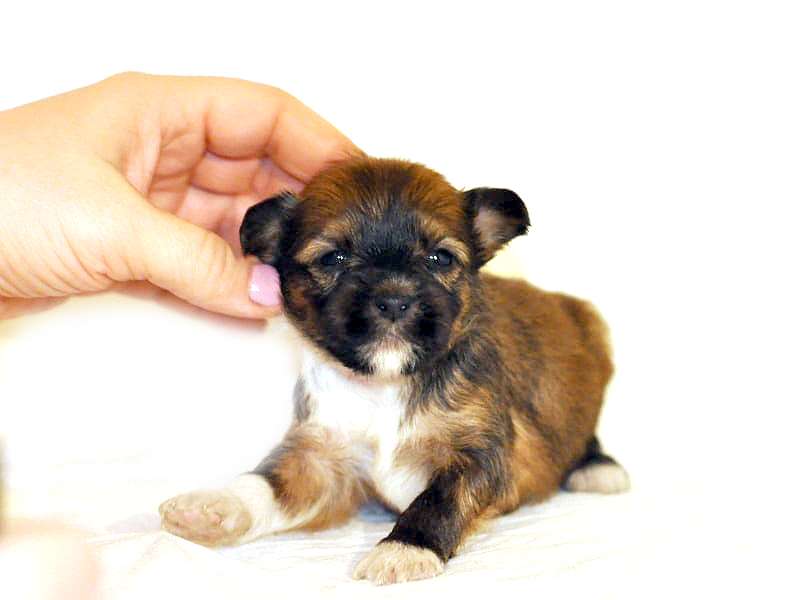 Zholesk Tortoso Lorenzo