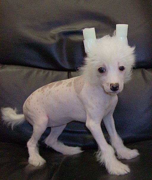 Show'NTells Tak'n Them By Storm HL