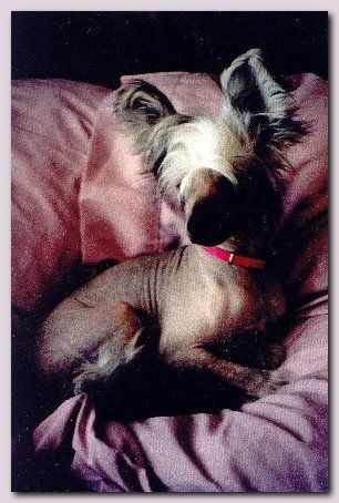 Sanuchar Midnight Gambler