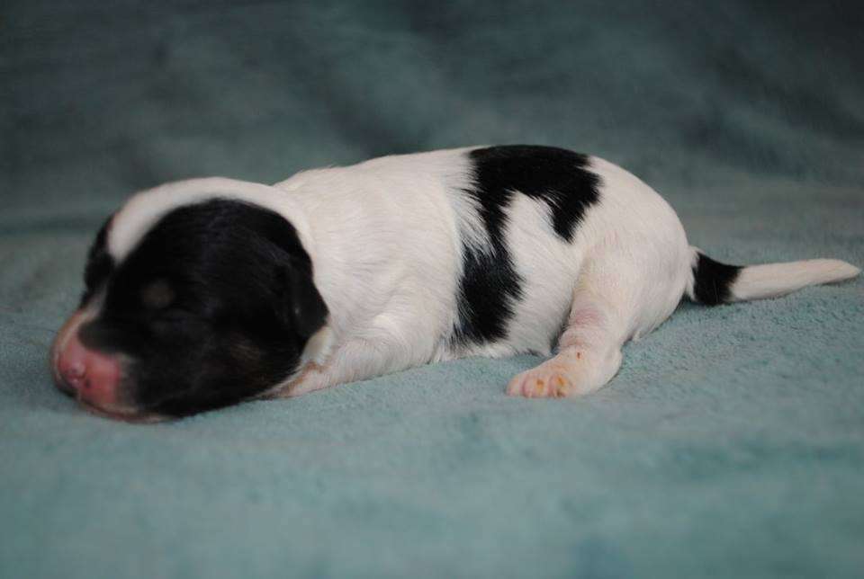 ULISSES z Lowickiego Ksiestwa