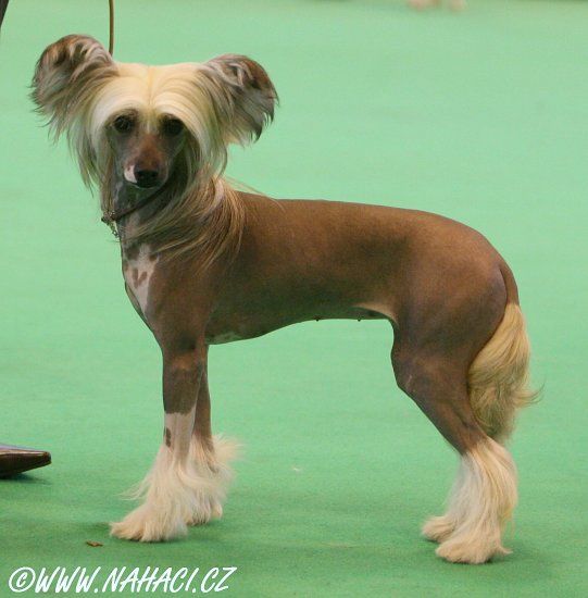 Angelcrest Misty Go Go girl