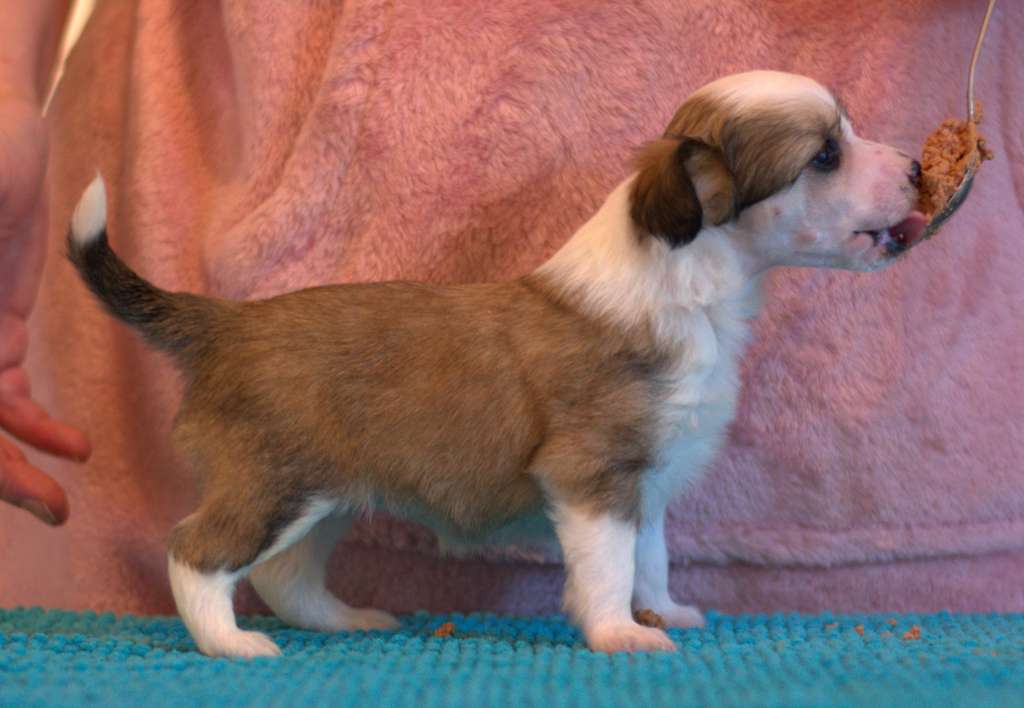 Tapi-Tapi Masquerade