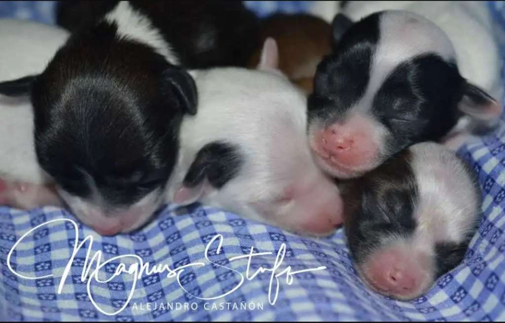 Magnus Staff Amadeus