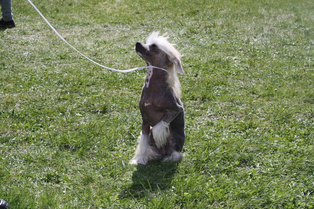 Rose Of Aiden Lucky Slevin