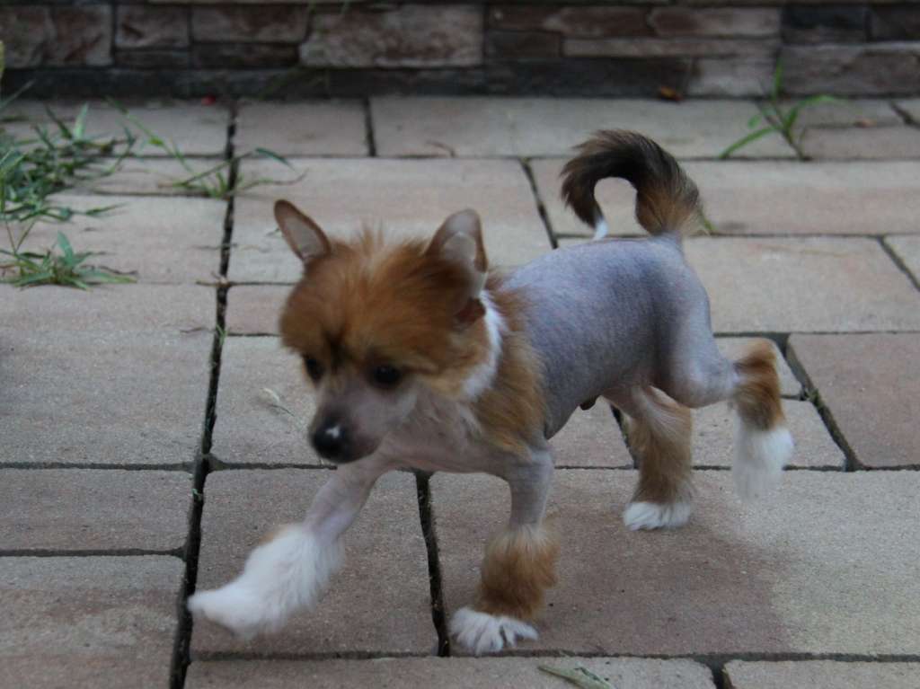 Zheneva-Debjut GASPAR