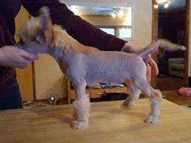 Pinky Twinky Ice Ice Baby