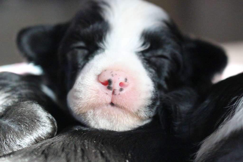 Dresscode-Zero Qupid Shot an Arrow