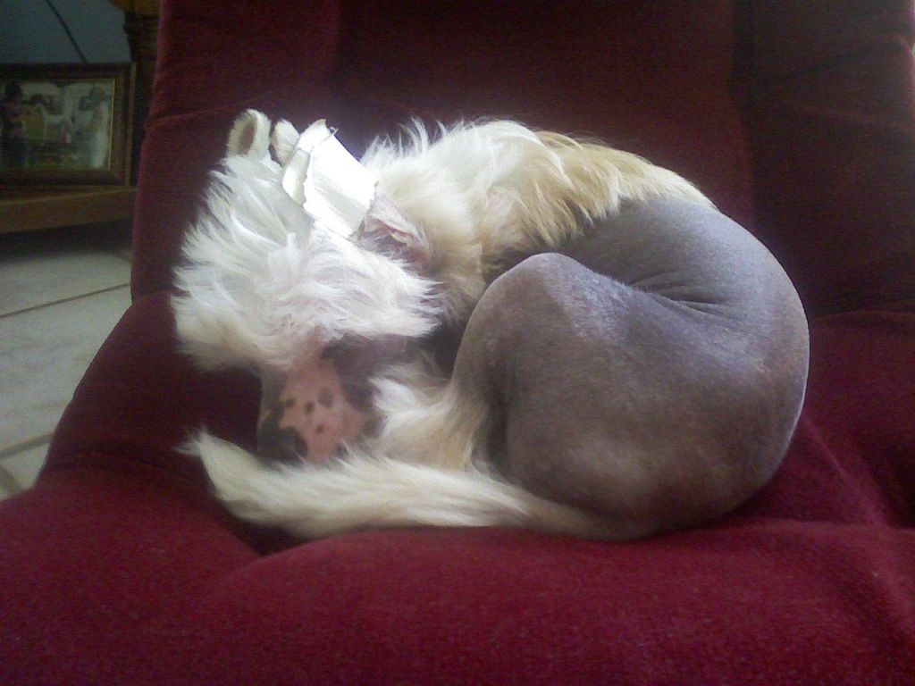 Heluja's Believe To Be En Rogue 