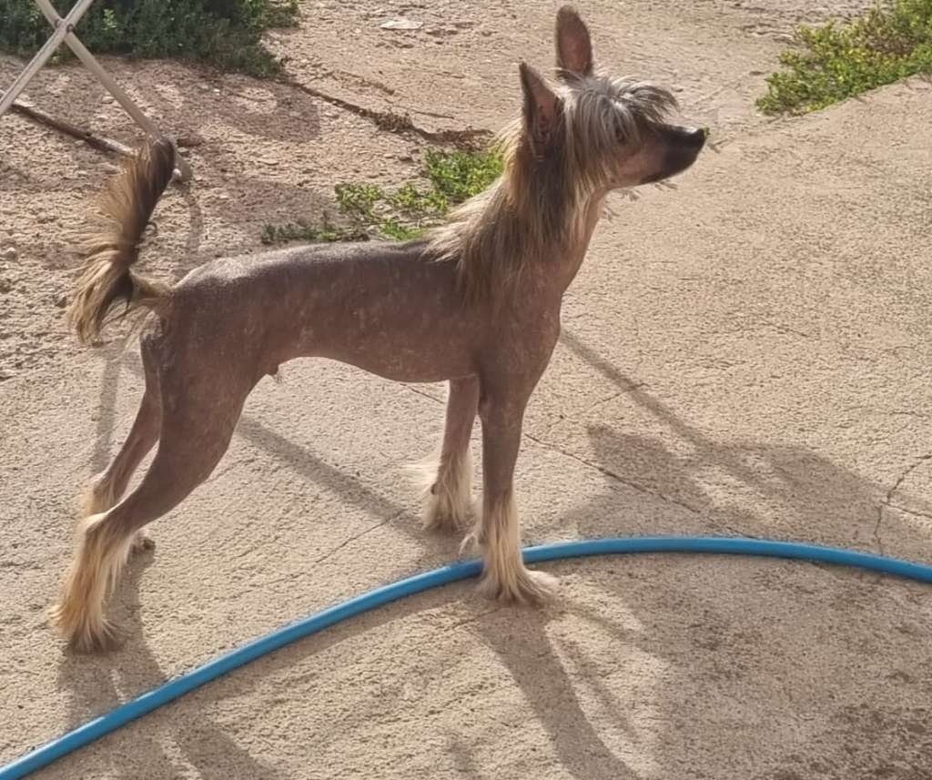 Freddy Ze Zlocistego Raju