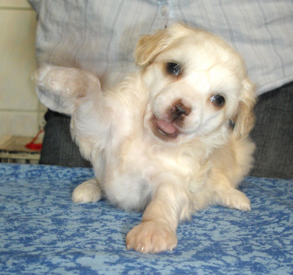 Opus Palmare Magia Utreney Zori