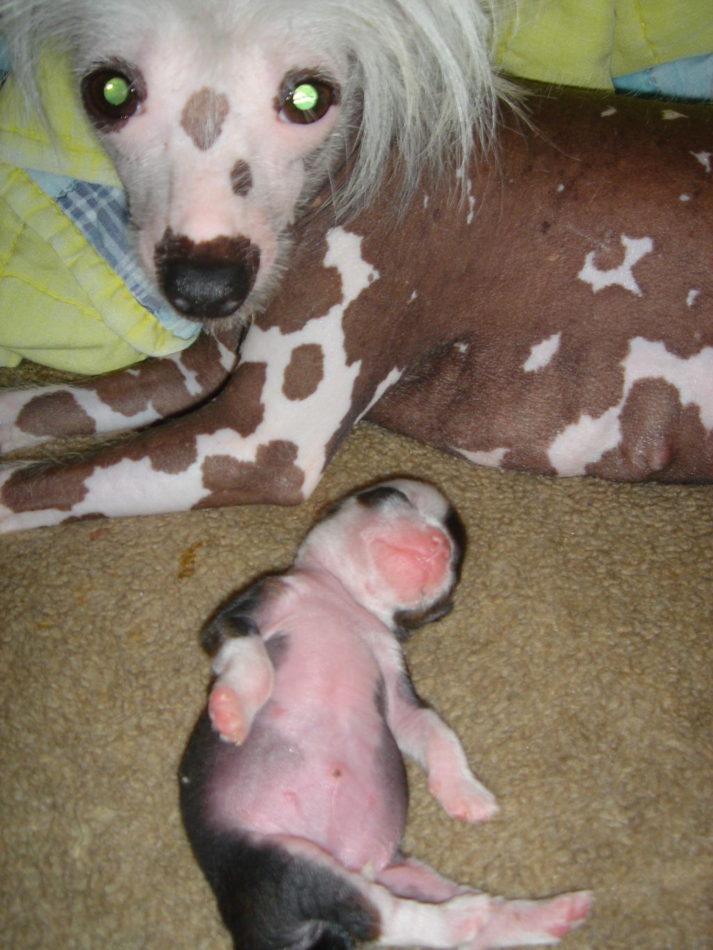 Dar-walk sweet hanna isabelle