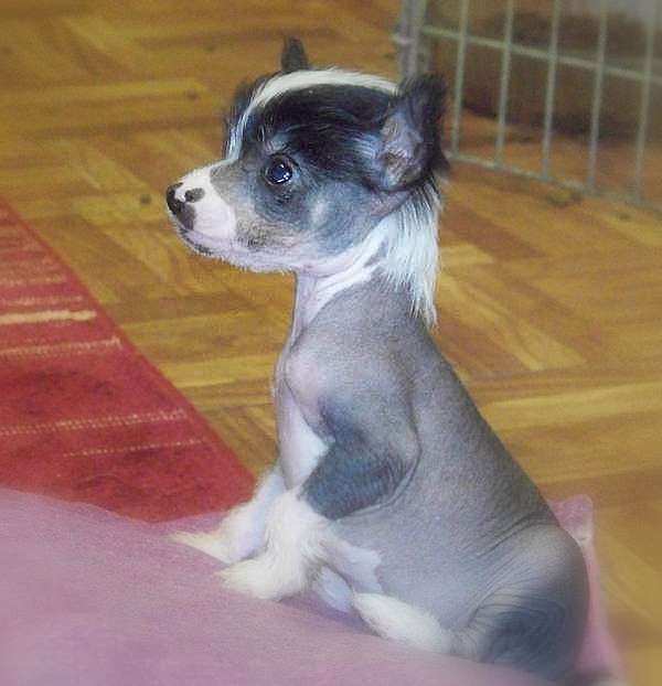 Calypsa Du Coeur Des Tenebres