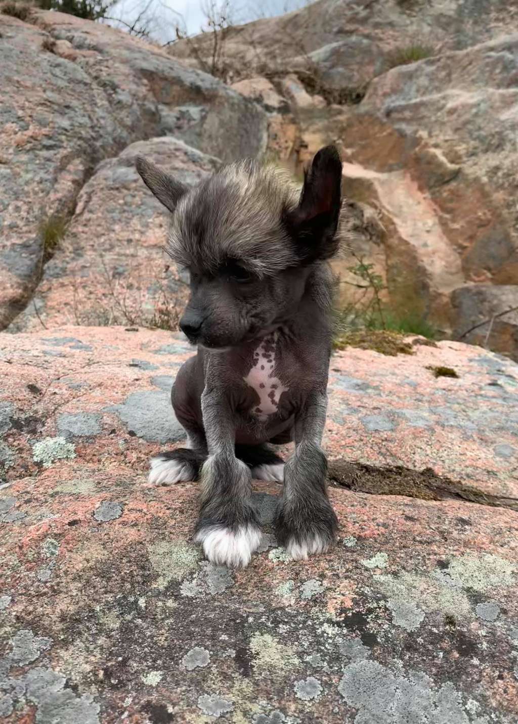 Proud Pony A Blessing In Disguise