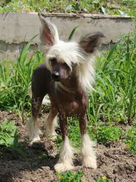 Shanel Glamour Nina Richi