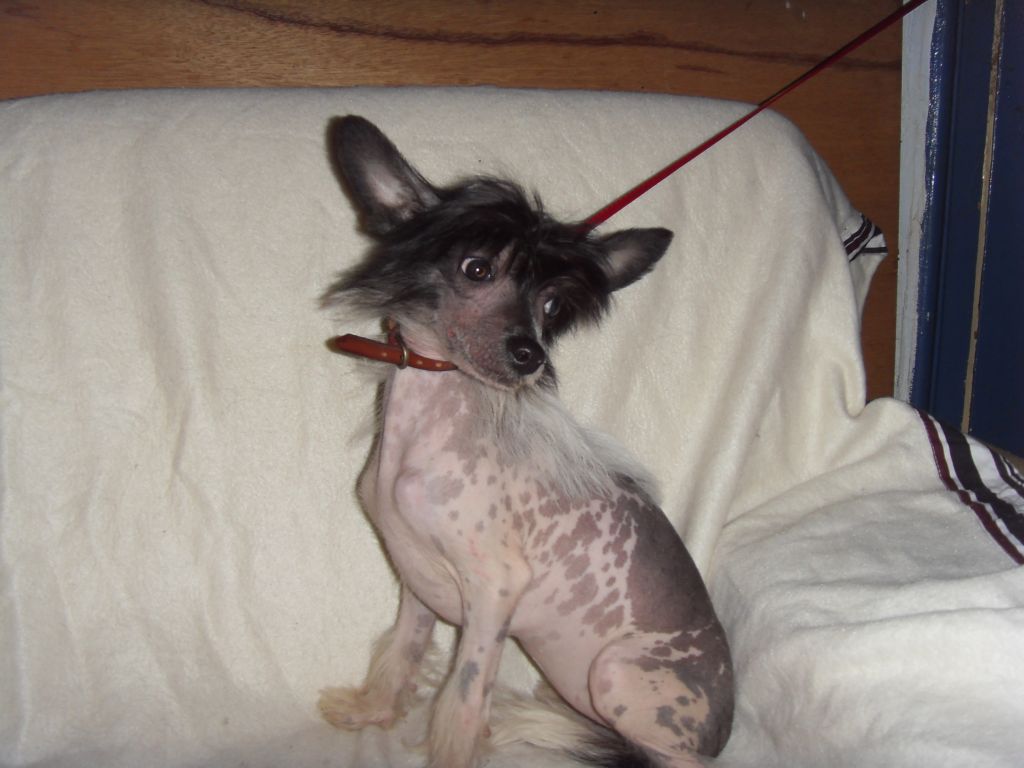 rimski korsakov grall