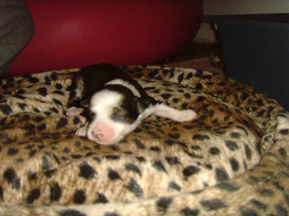 Cannabis Atomski Mrav