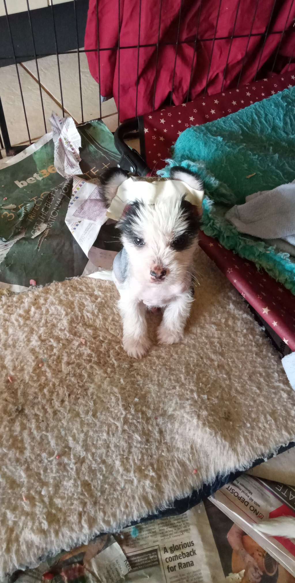 Xioma Smooth Criminal