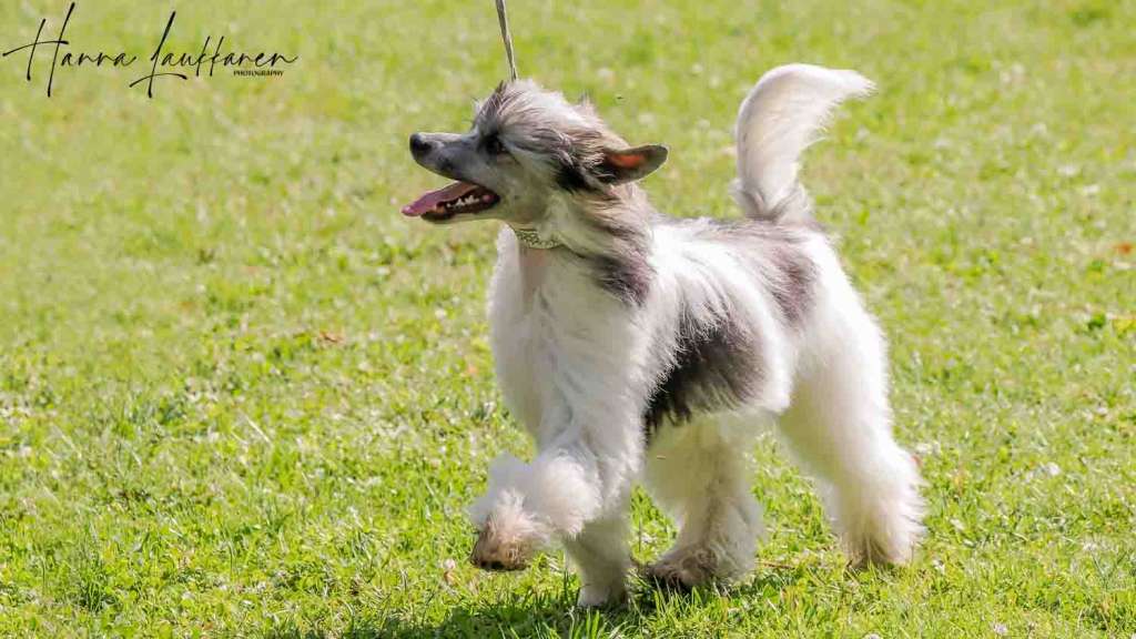 Uniikkitassun Kultahippu