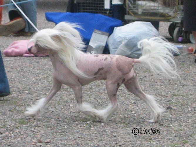 Camelina's Mariquita