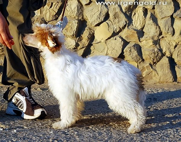 Irgen Gold Vieira Patrik