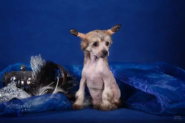 Picture