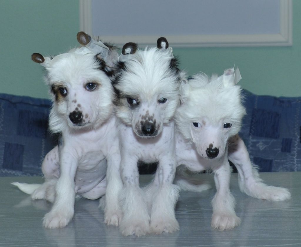 Helen Hope 's Bernard