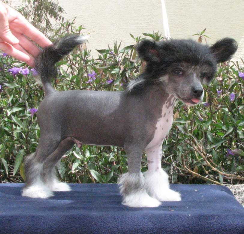 Crest-Vue's PackN A Magnum