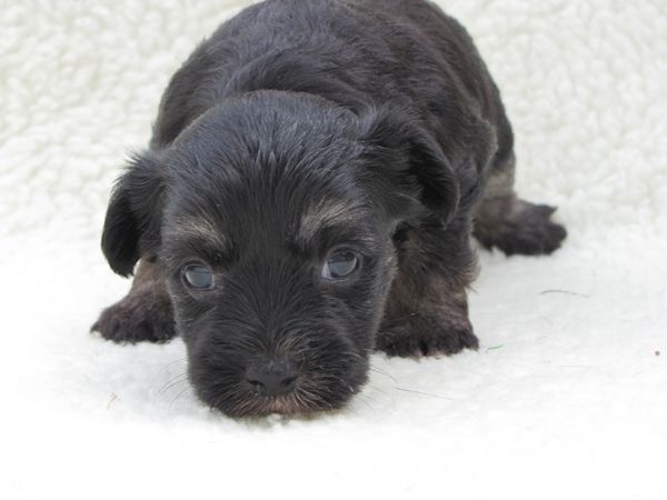 Lapinus Happy New Year