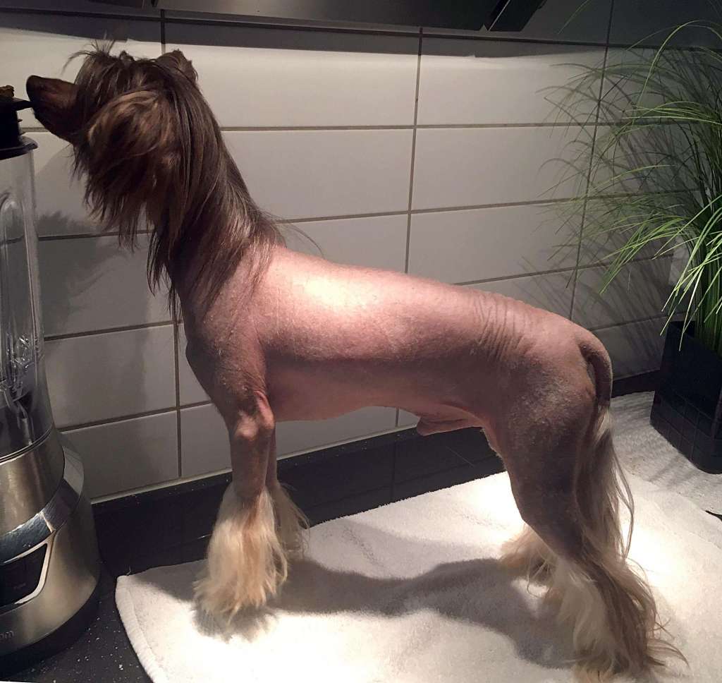 Goulden Chinese's Prins Olivier