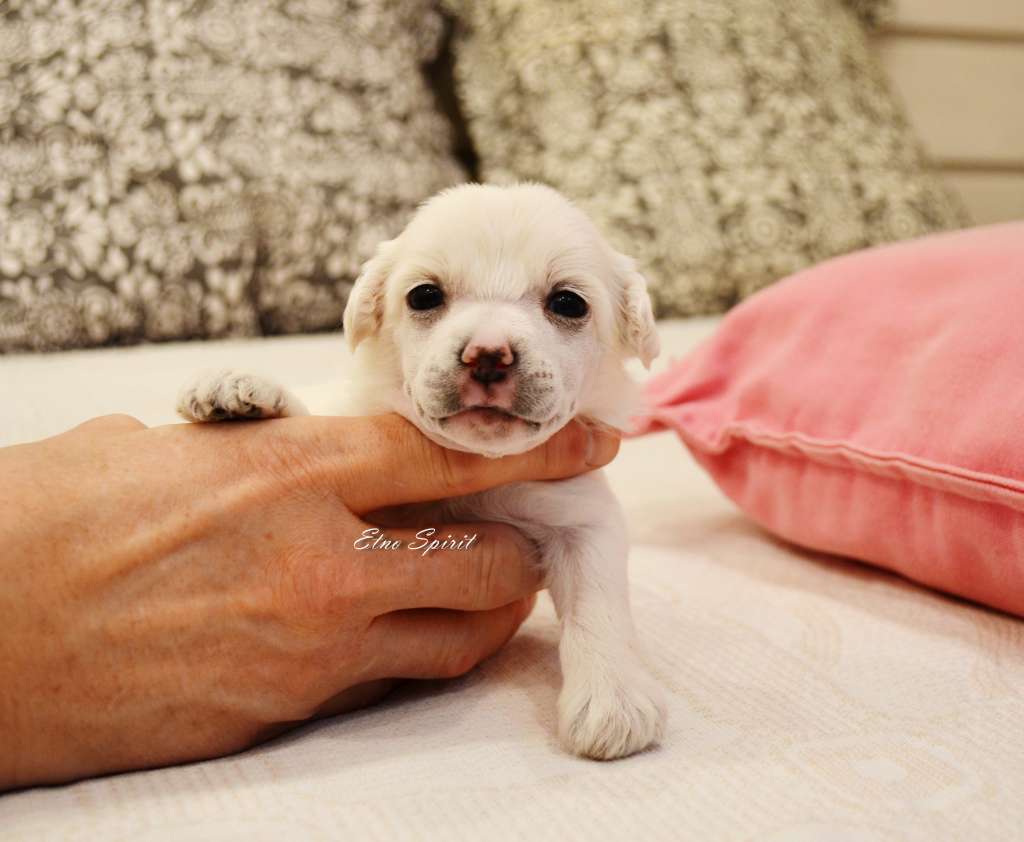 Etno Spirit Lion's Heart