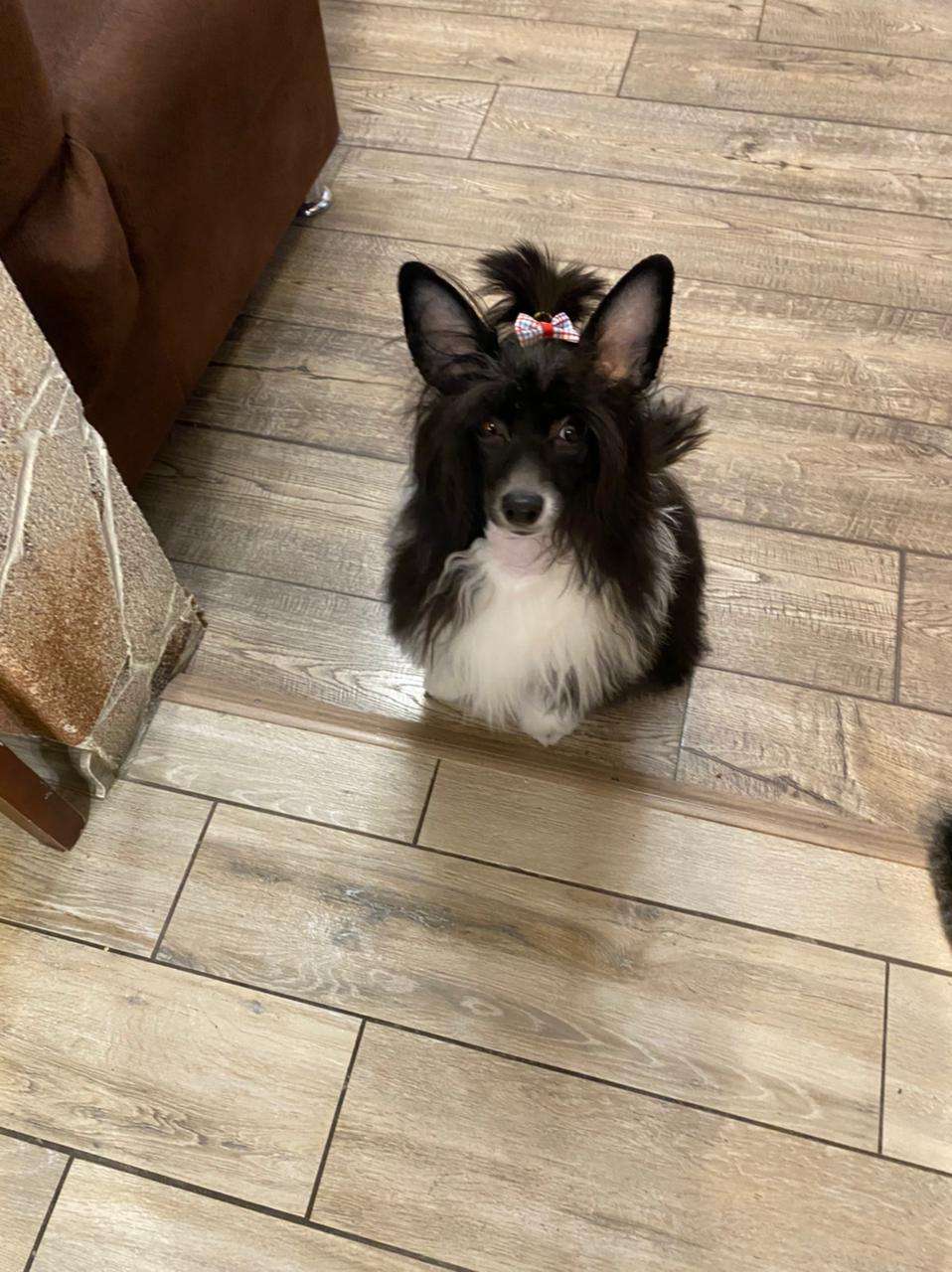 Nilson Bonus Westtai