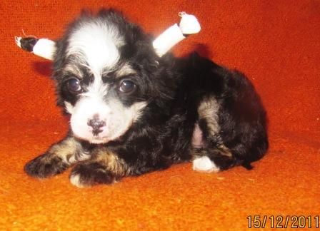 Giver Muse Inspiration  -Pet Home