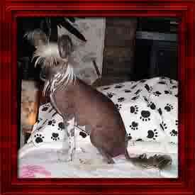 Kotickee Lisa Marie Of Autumn