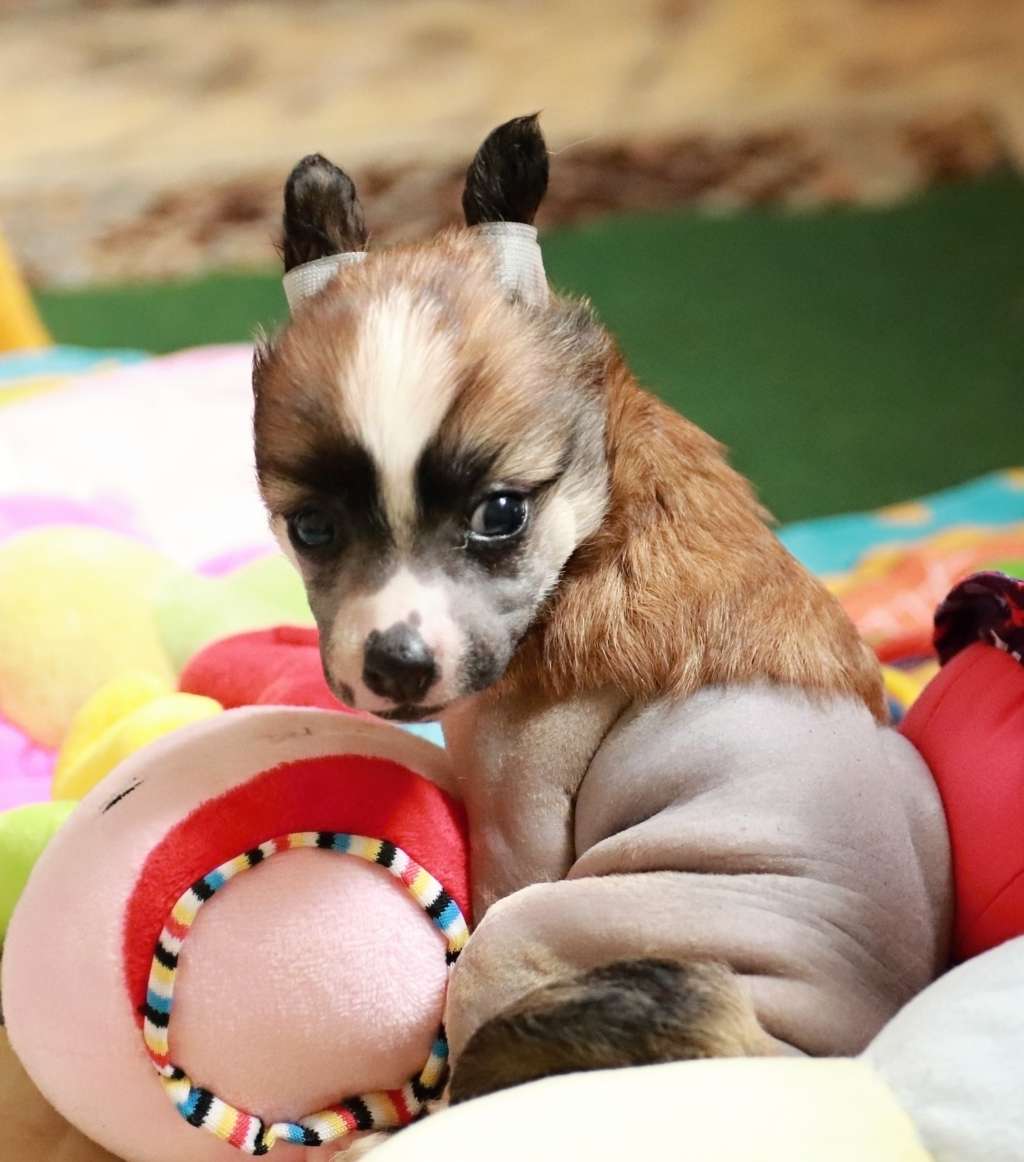 Origin  Rosaria Queen Malverne