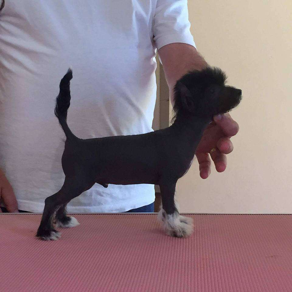 Karakush The Hurricane