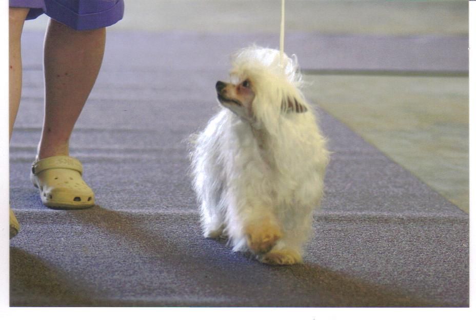 Kai's Cees Y Sparklin' Freedom