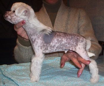 Sapfir iz Tsarskogo Sela Vais