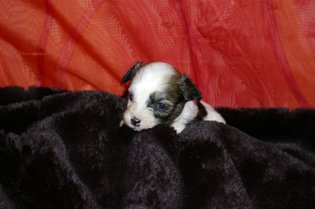 Buffy vom siebten Himmel