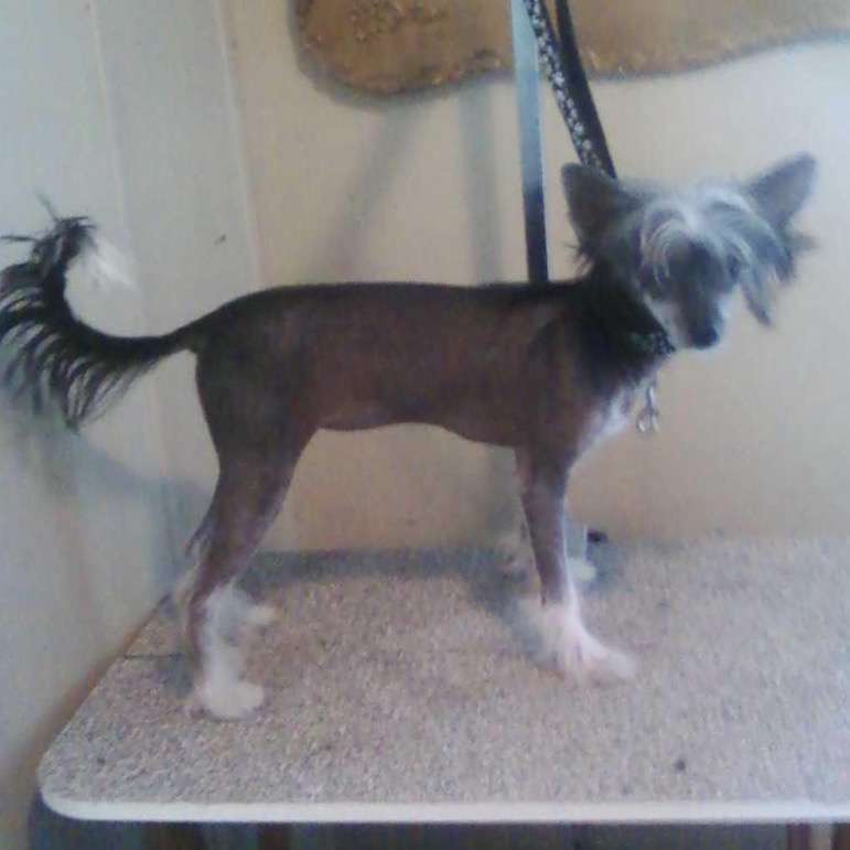 Brigadunes Dark Shadow Crystal By Dee Kay