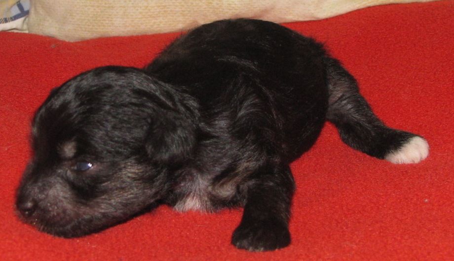 Premier Mari Coco Mademoiselle