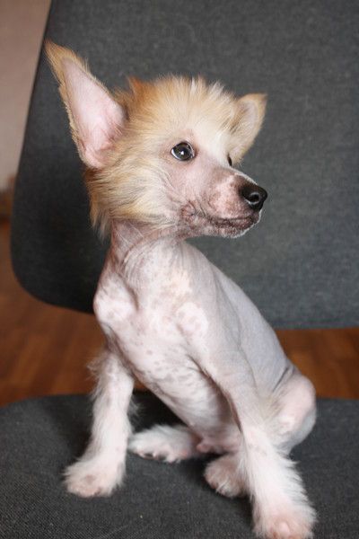 Be Still My Heart Jean de Fageiro