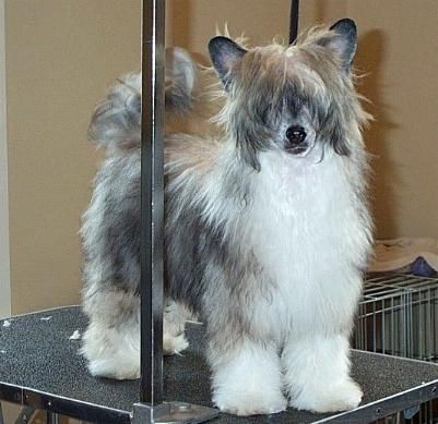 Wickhaven As Luck Would Have It