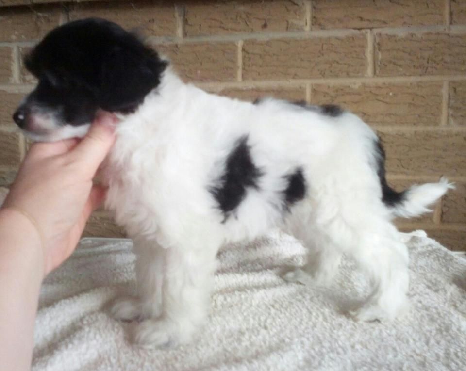 Entourage Nick At Nite