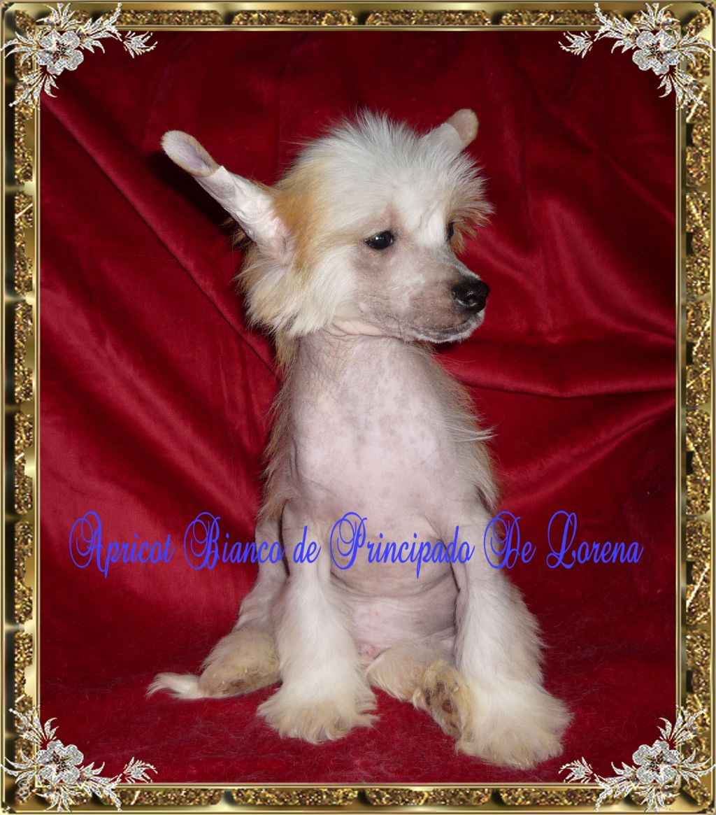 Apricot Bianco de Principado De Lorena
