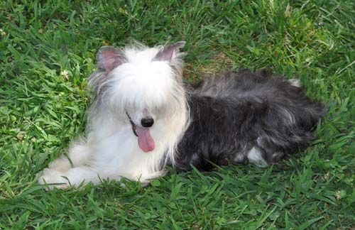 Silver Bluff Louise Vuitton