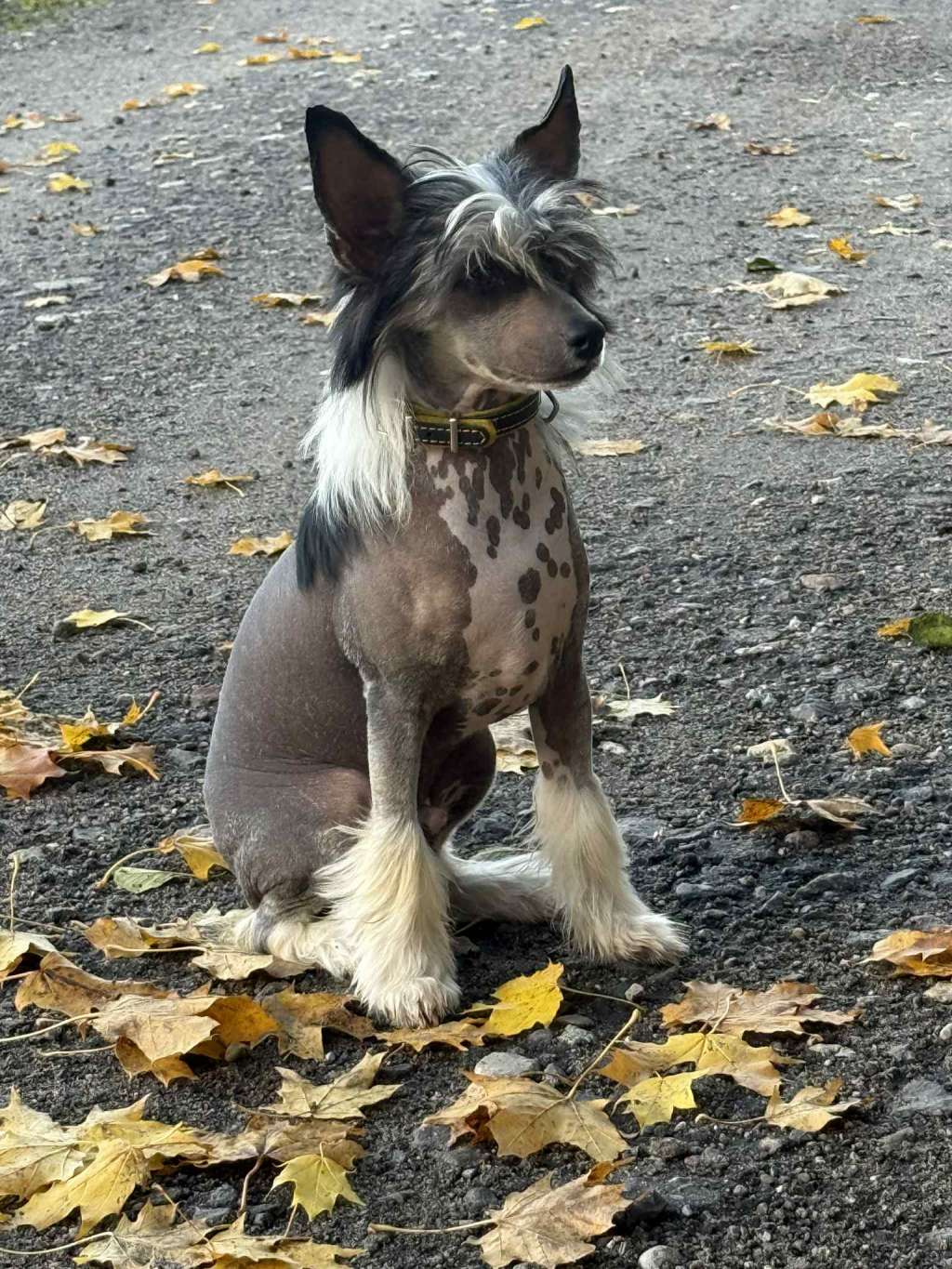 Kashmir Kings of Dreams