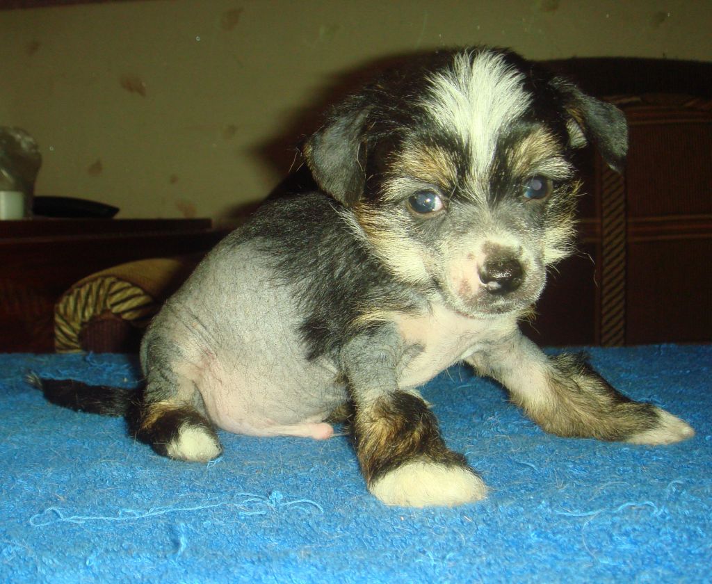 Bady Black Silveri Viking