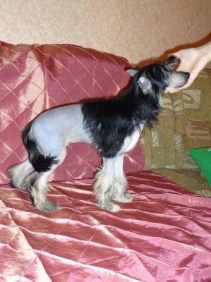 Antey Dneprovskoye Solntse