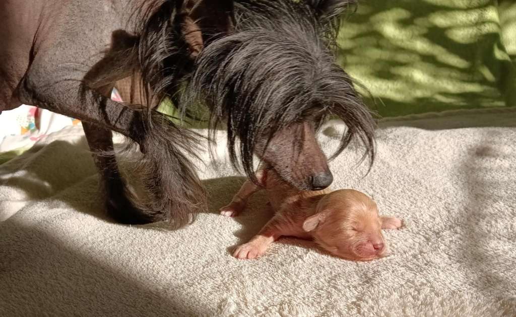 Fehérlófia Pöttöm Panna