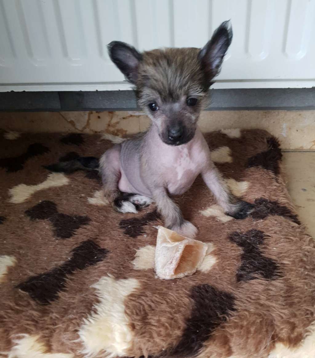 Sweety of the loving dols